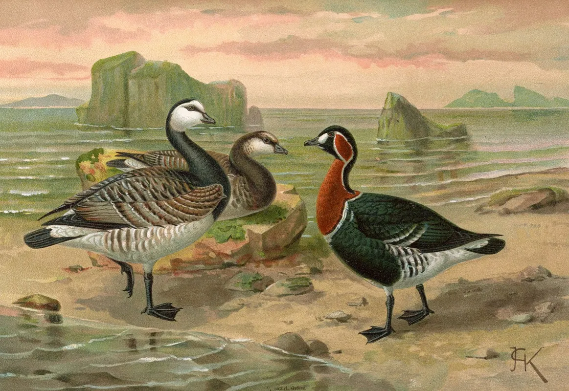Branta Leucopsis Bechst Wall Art by Johann Friedrich Naumann - High-Resolution Digital Print