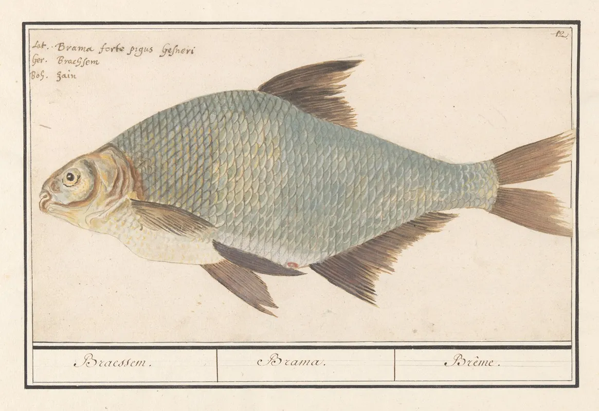 Brasem Abramis Brama Wall Art by Anselmus Boëtius de Boodt - High-Resolution Digital Print