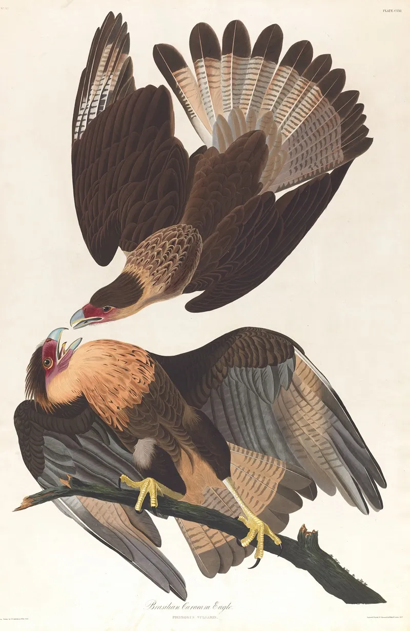 Brasilian Caracara Eagle Wall Art by John James Audubon - High-Resolution Digital Print