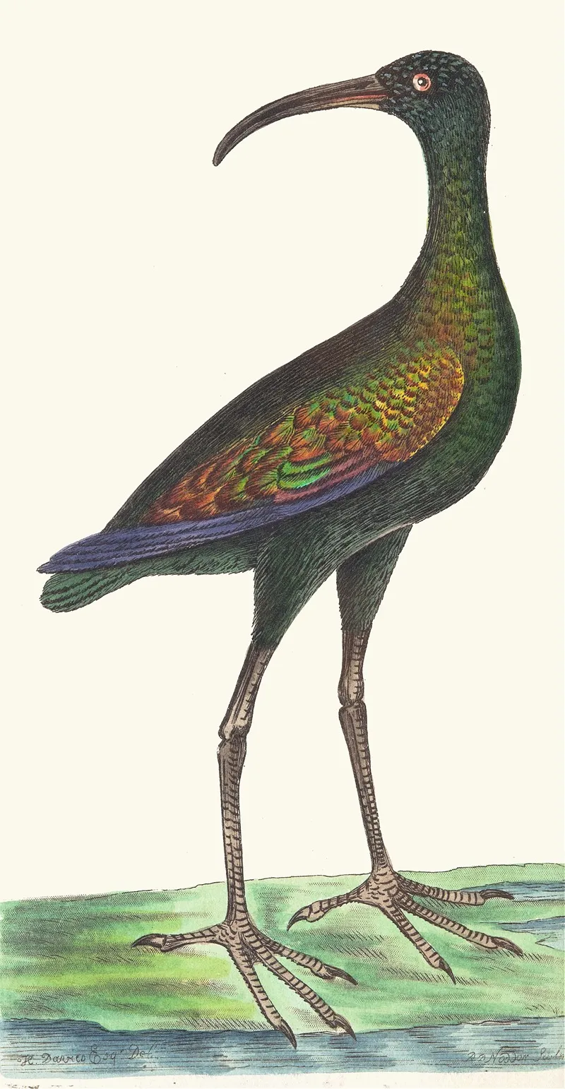 Brasilian Curlew Wall Art by George Shaw - High-Resolution Digital Print