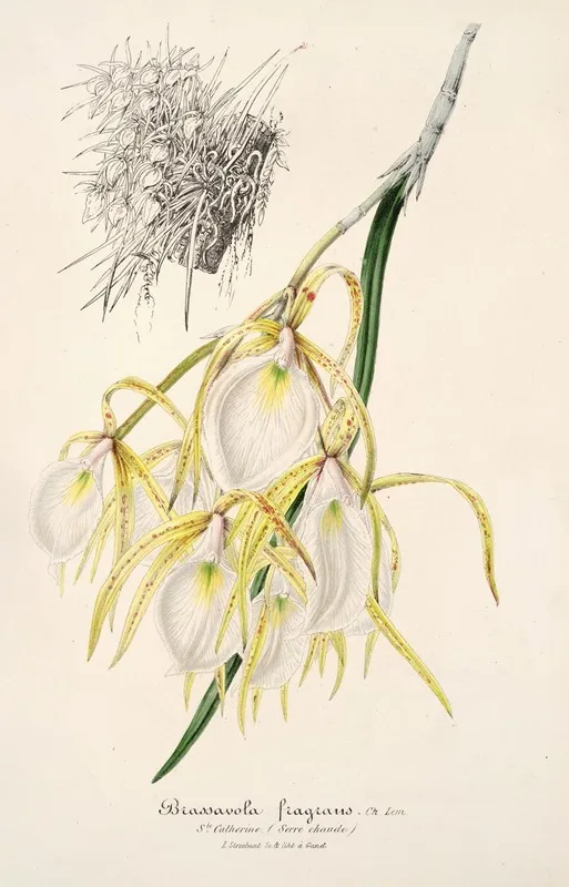 Brassavola Fragrans Wall Art by Charles Antoine Lemaire - High-Resolution Digital Print
