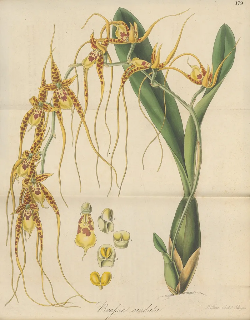 Brassia Caudata 2 Wall Art by William Jackson Hooker - High-Resolution Digital Print