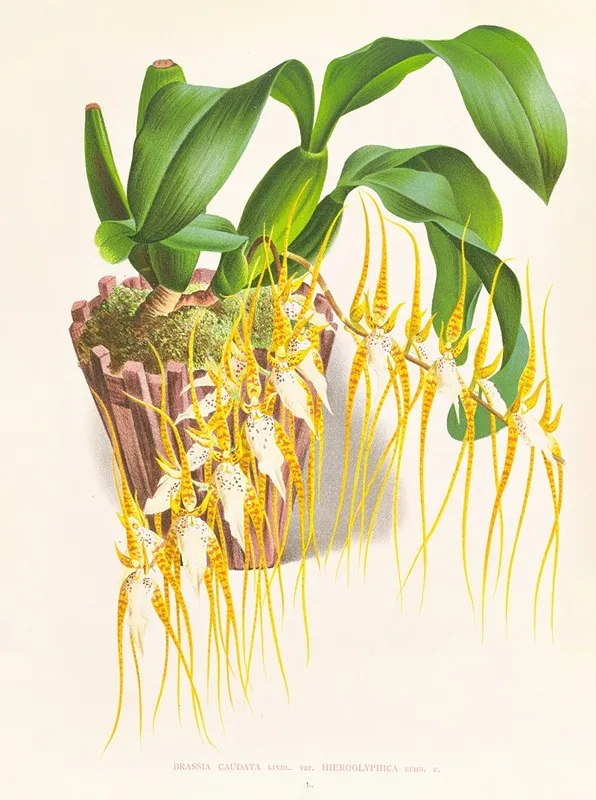 Brassia Caudata Wall Art by Jean Jules Linden - High-Resolution Digital Print