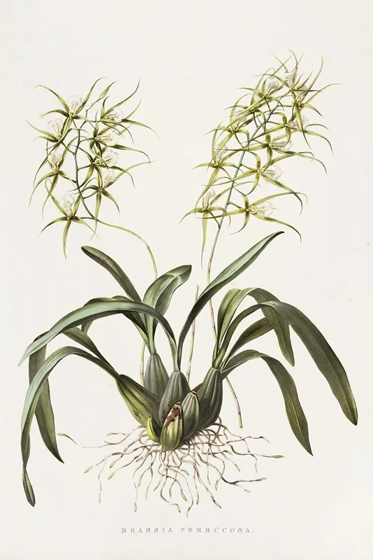 Brassia Verrucosa Wall Art by James Bateman - High-Resolution Digital Print