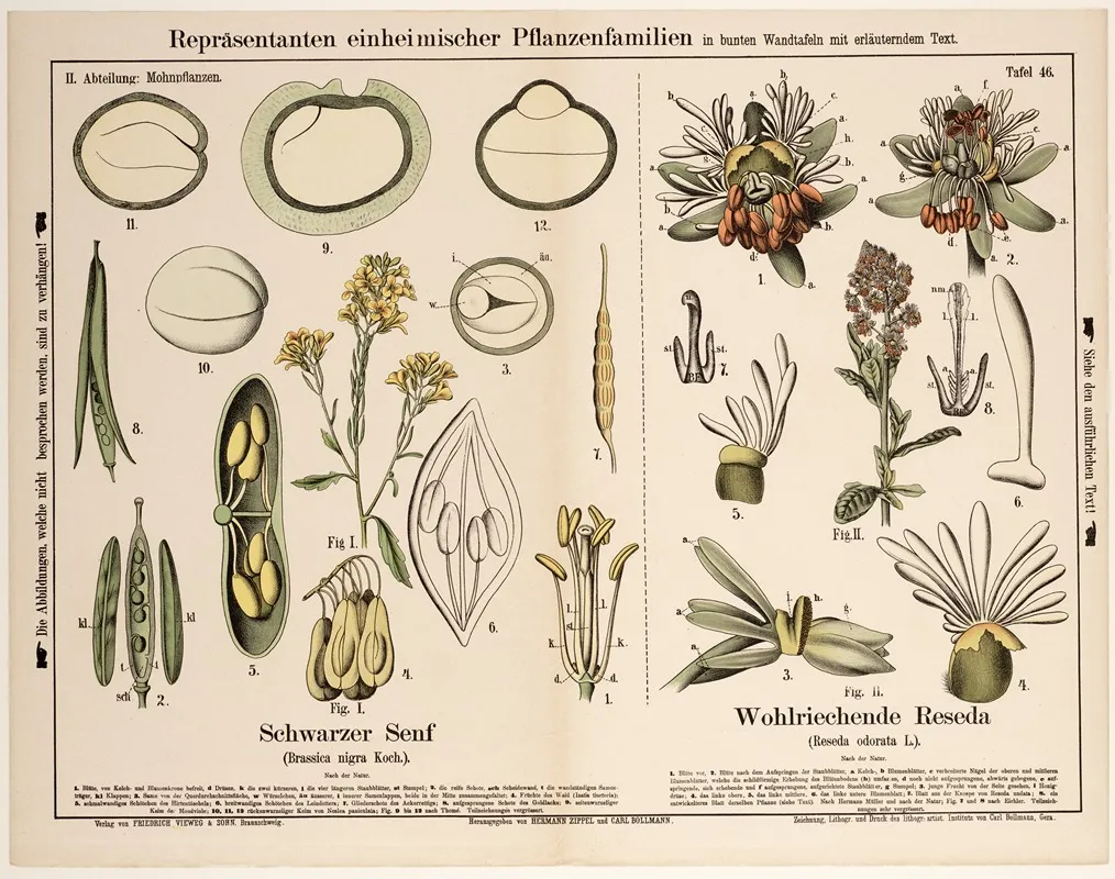 Brassica Nigra Koch Reseda Odorata L Zwarte Mosterd Tuinreseda Wall Art by Hermann Zippel - High-Resolution Digital Print