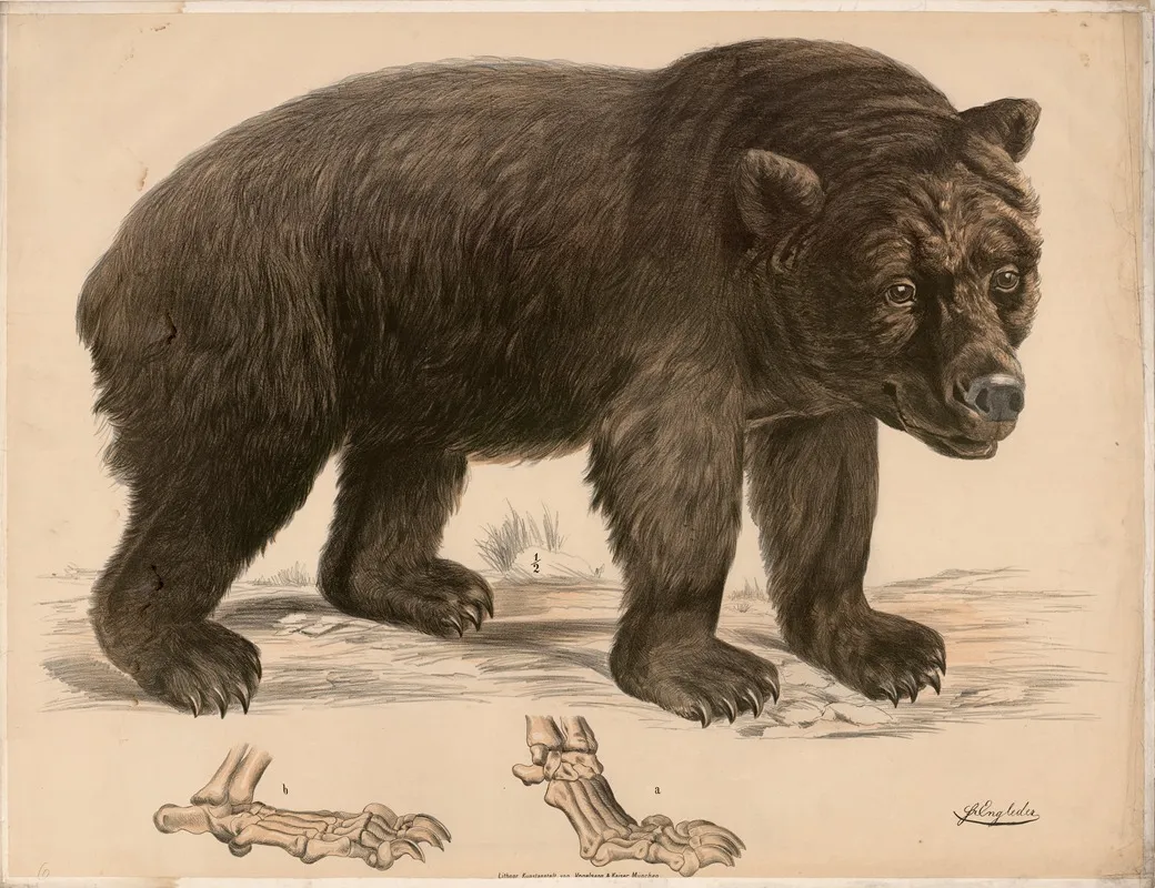Brauner Bar Ursus Arctos Und Seine Fussskelett Wall Art by Franz Engleder - High-Resolution Digital Print