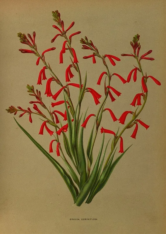 Bravoa Geminiflora Wall Art by Arentina Hendrica Arendsen - High-Resolution Digital Print