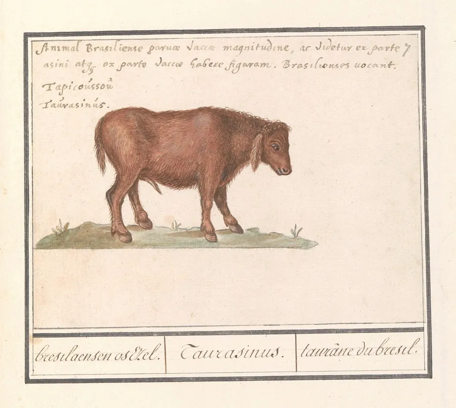 Braziliaans Rund Bos Taurus Bresilaensen Os Ezel Taurasinus Taurane De Bresil Wall Art by Anselmus Boëtius de Boodt - High-Resolution Digital Print