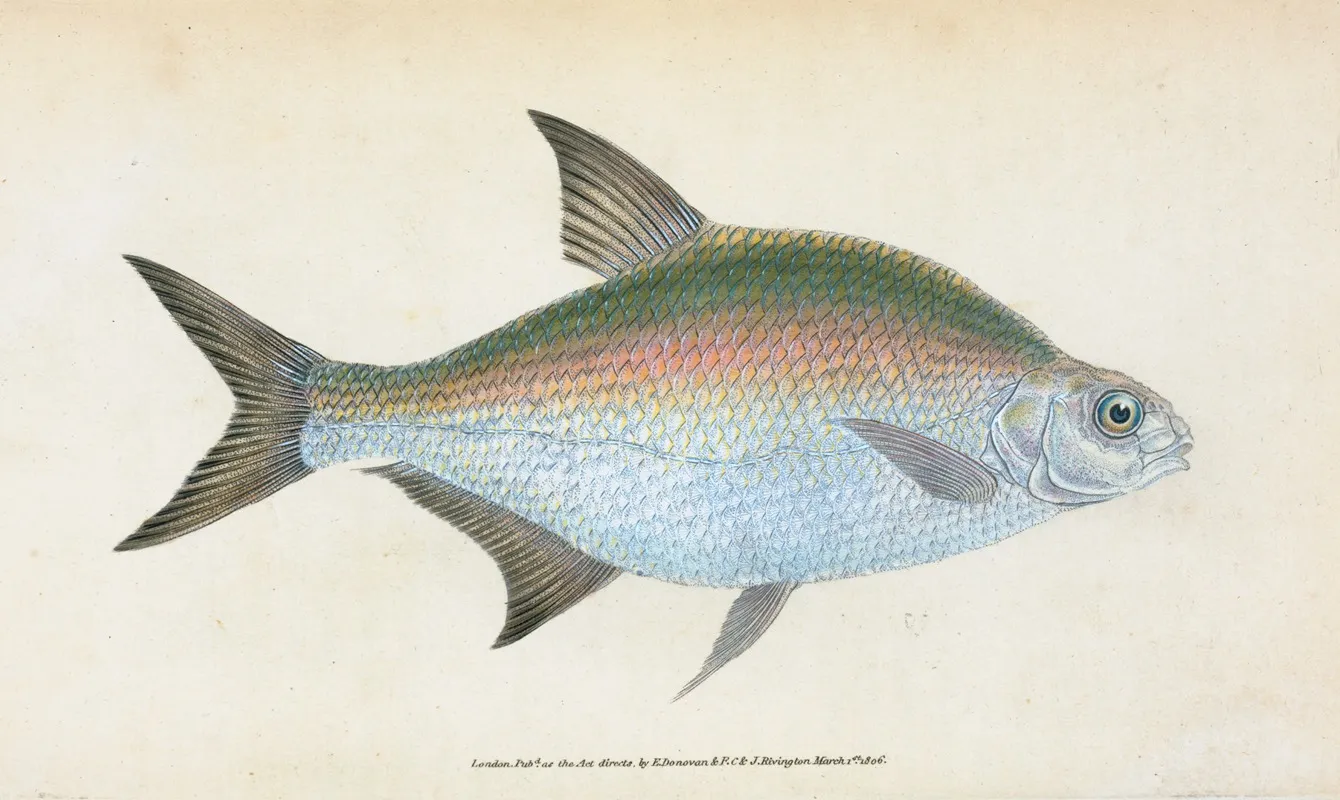 Bream Cyprinus Brama Wall Art by Edward Donovan - High-Resolution Digital Print