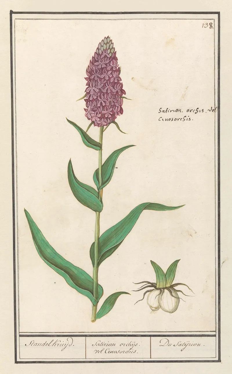 Brede Orchis Dactylorhiza Majalis Standelkruijd Satirion Orchijs Vel Cinosorchis Du Satijrion Wall Art by Anselmus Boëtius de Boodt - High-Resolution Digital Print