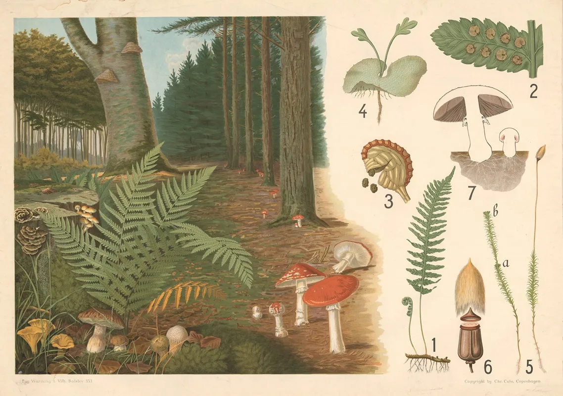 Bregner Mos Og Svampe Wall Art by Vilhelm Balslev - High-Resolution Digital Print