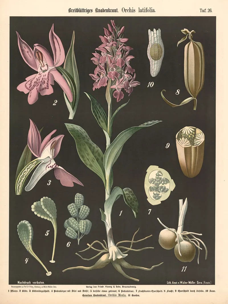 Breitblattiges Knabenkraut Orchis Latifolia