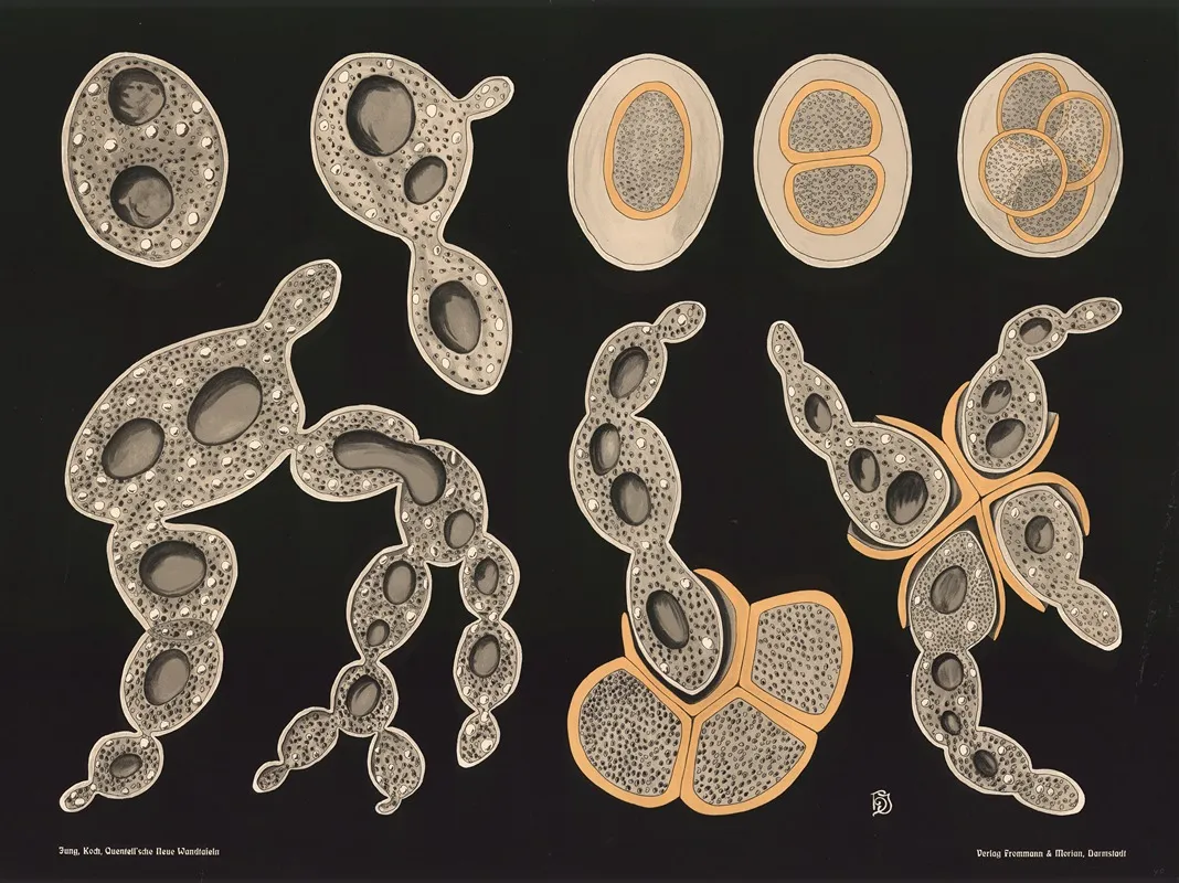 Brewers Yeast Saccharomyces Cerevisiae Wall Art by Gottlieb von Koch - High-Resolution Digital Print