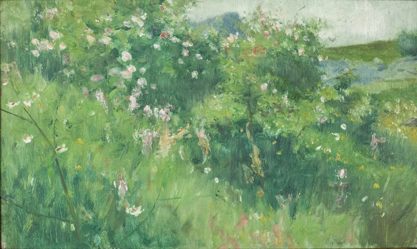 Briar Rose Bushes Flowering On The Isle Of Tjorn