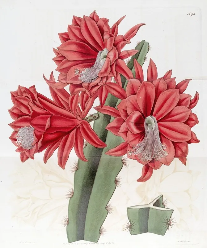 Brick Red Hybrid Cactus Wall Art by Sydenham Edwards - High-Resolution Digital Print
