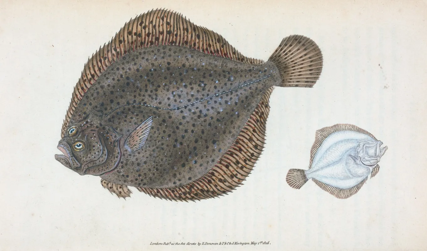 Brill Pleuronectes Rhombus Wall Art by Edward Donovan - High-Resolution Digital Print