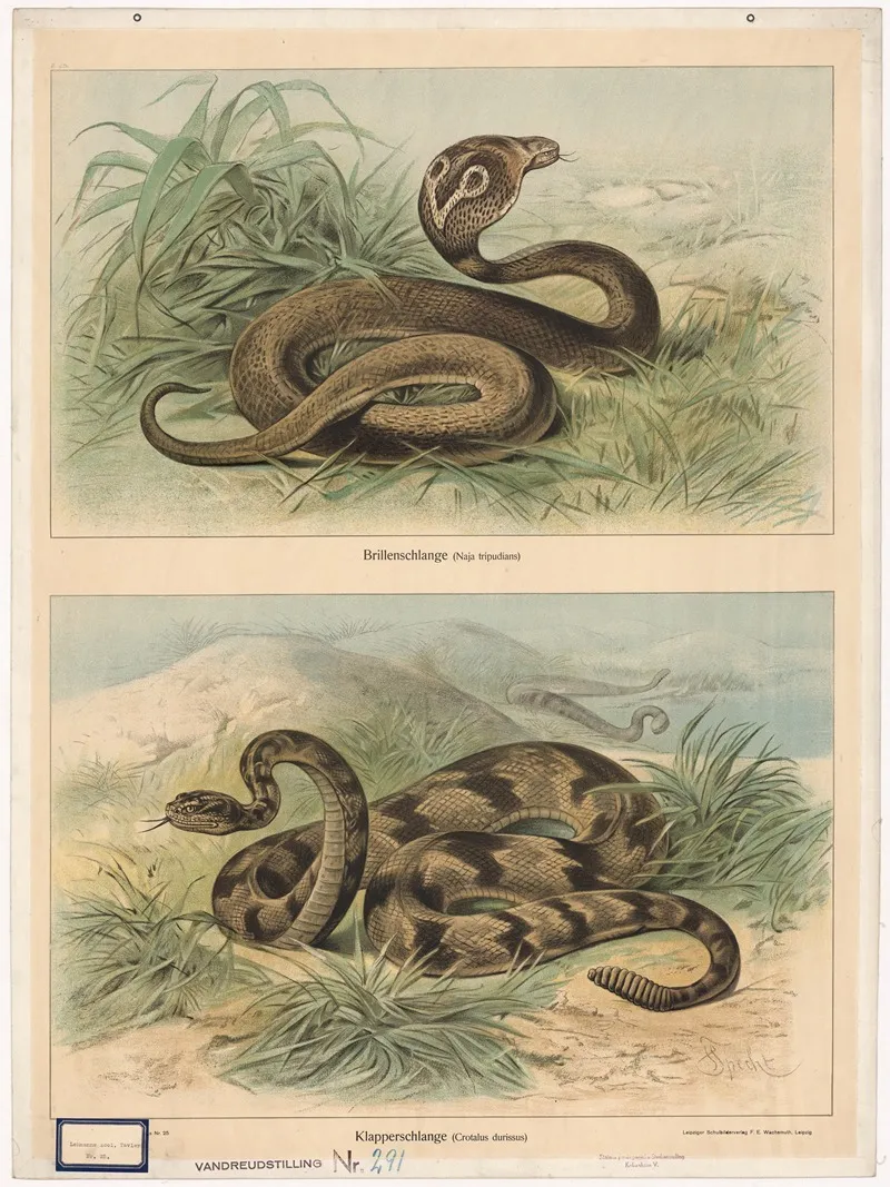 Brillenschlange Naja Tripudians Klapperschlange Crotalus Durissus Wall Art by Friedrich Specht - High-Resolution Digital Print