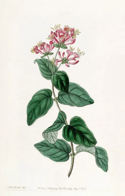Bristly Honeysuckle Wall Art by Sydenham Edwards - High-Resolution Digital Print