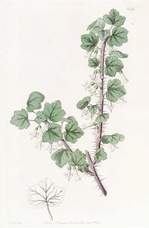 Bristly Stemmed Gooseberry Wall Art by Sydenham Edwards - High-Resolution Digital Print