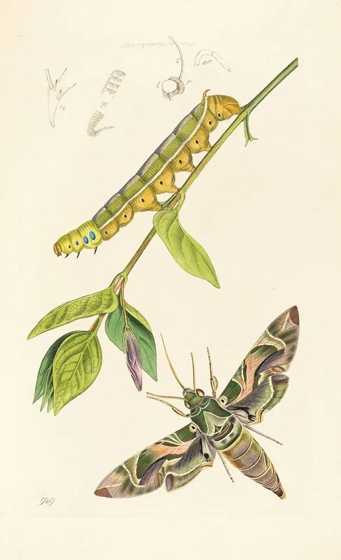 British Entomology Wall Art by John Curtis - High-Resolution Digital Print