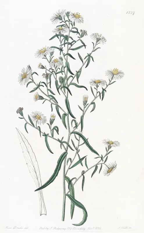 Brittle Aster Wall Art by Sydenham Edwards - High-Resolution Digital Print