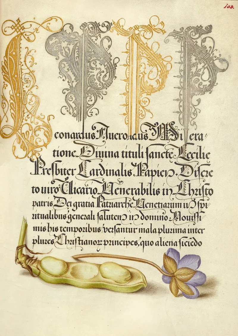 Broad Bean And Liverleaf