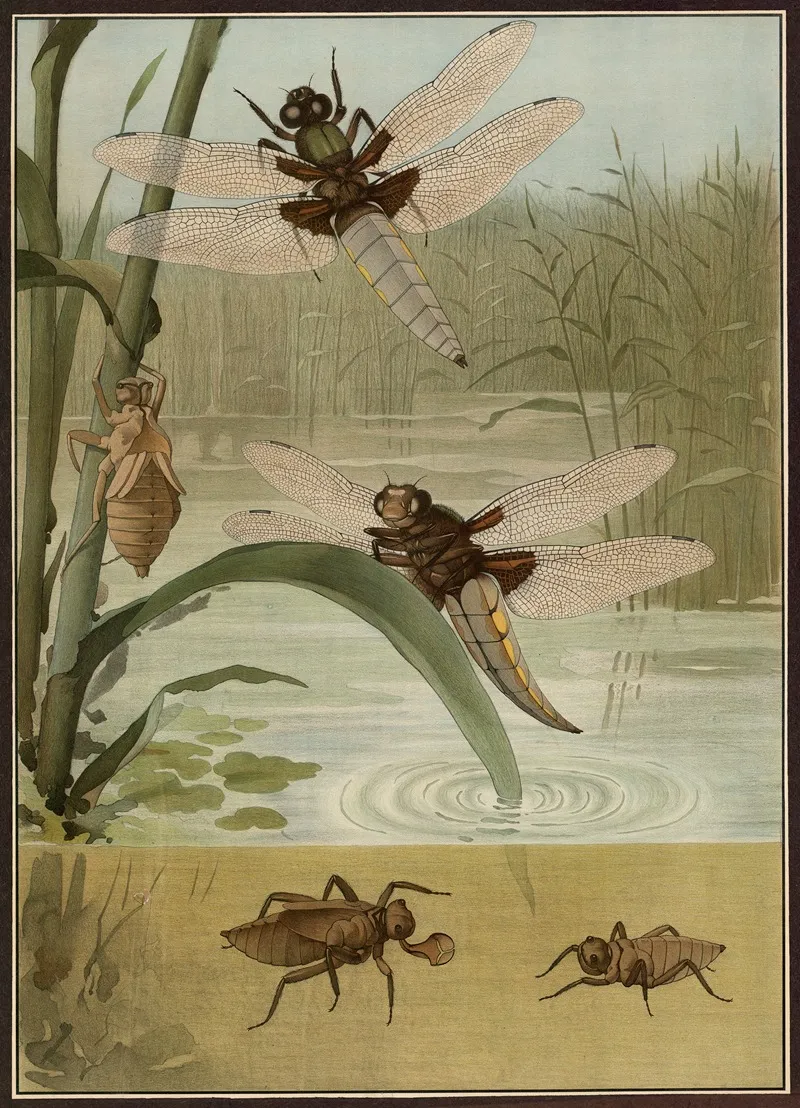 Broad Bodied Chaser Wall Art by G. Pascal - High-Resolution Digital Print