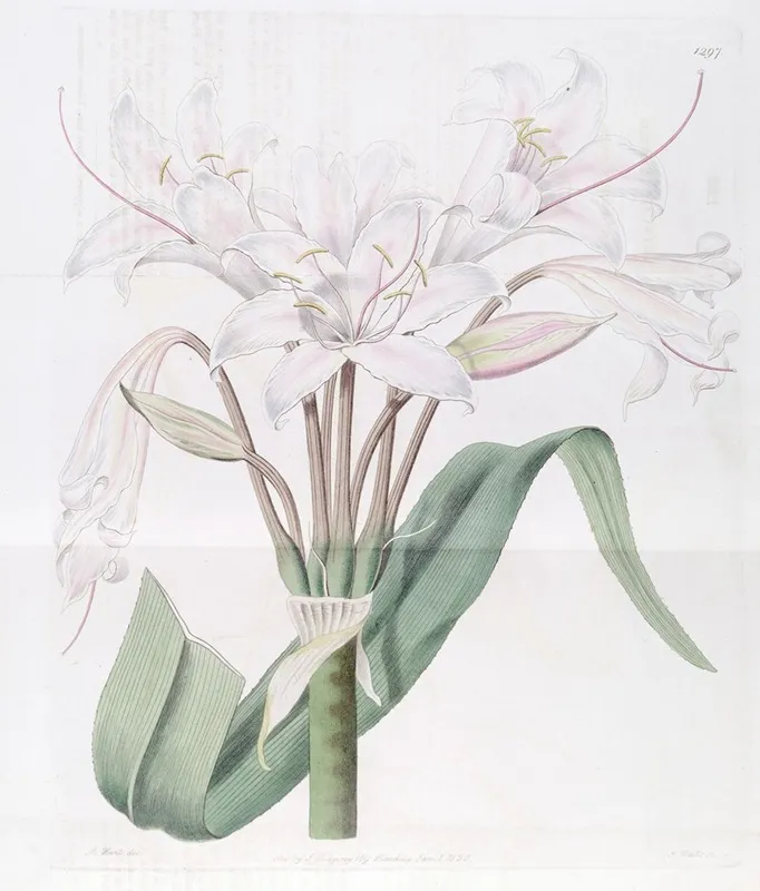 Broad Leaved Crinum Wall Art by Sydenham Edwards - High-Resolution Digital Print
