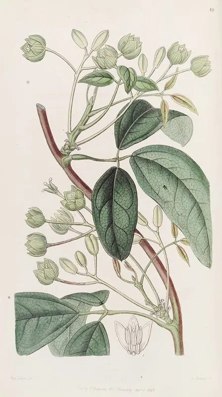 Broad Leaved Holbollia Wall Art by Sydenham Edwards - High-Resolution Digital Print