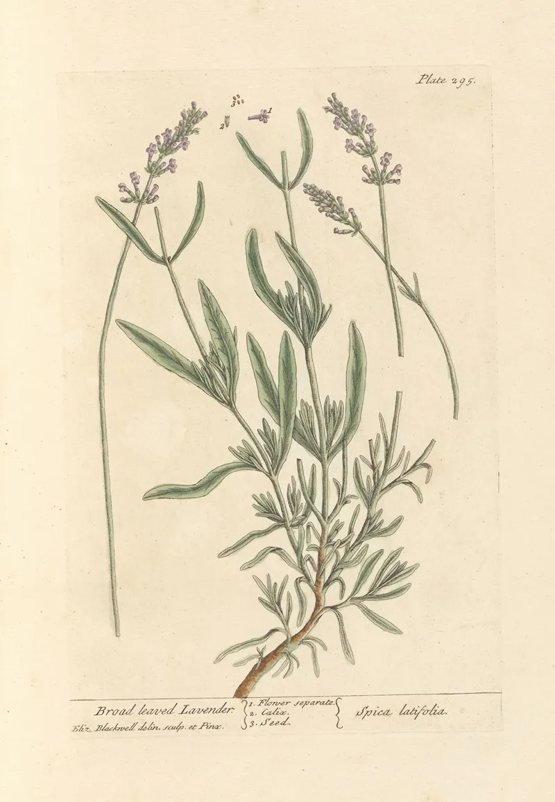 Broad Leaved Lavender Wall Art by Elizabeth Blackwell - High-Resolution Digital Print