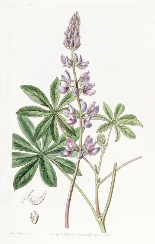 Broad Leaved Lupine Wall Art by Sydenham Edwards - High-Resolution Digital Print