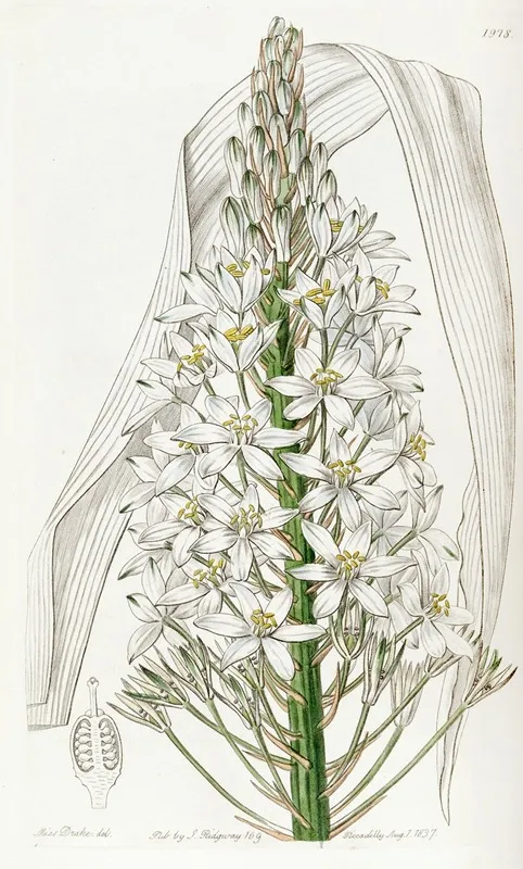 Broad Leaved Ornithogalum Wall Art by Sydenham Edwards - High-Resolution Digital Print