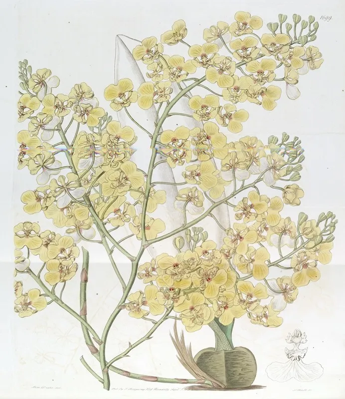 Broad Lipped Oncidium Wall Art by Sydenham Edwards - High-Resolution Digital Print