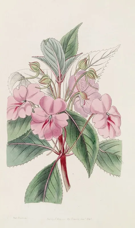Broad Petaled Balsam Wall Art by Sydenham Edwards - High-Resolution Digital Print