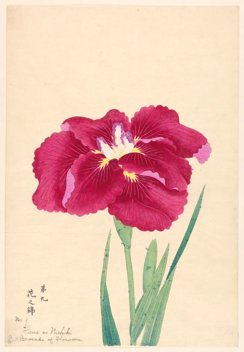 Brocade Of Flowers Hana No Nishiki