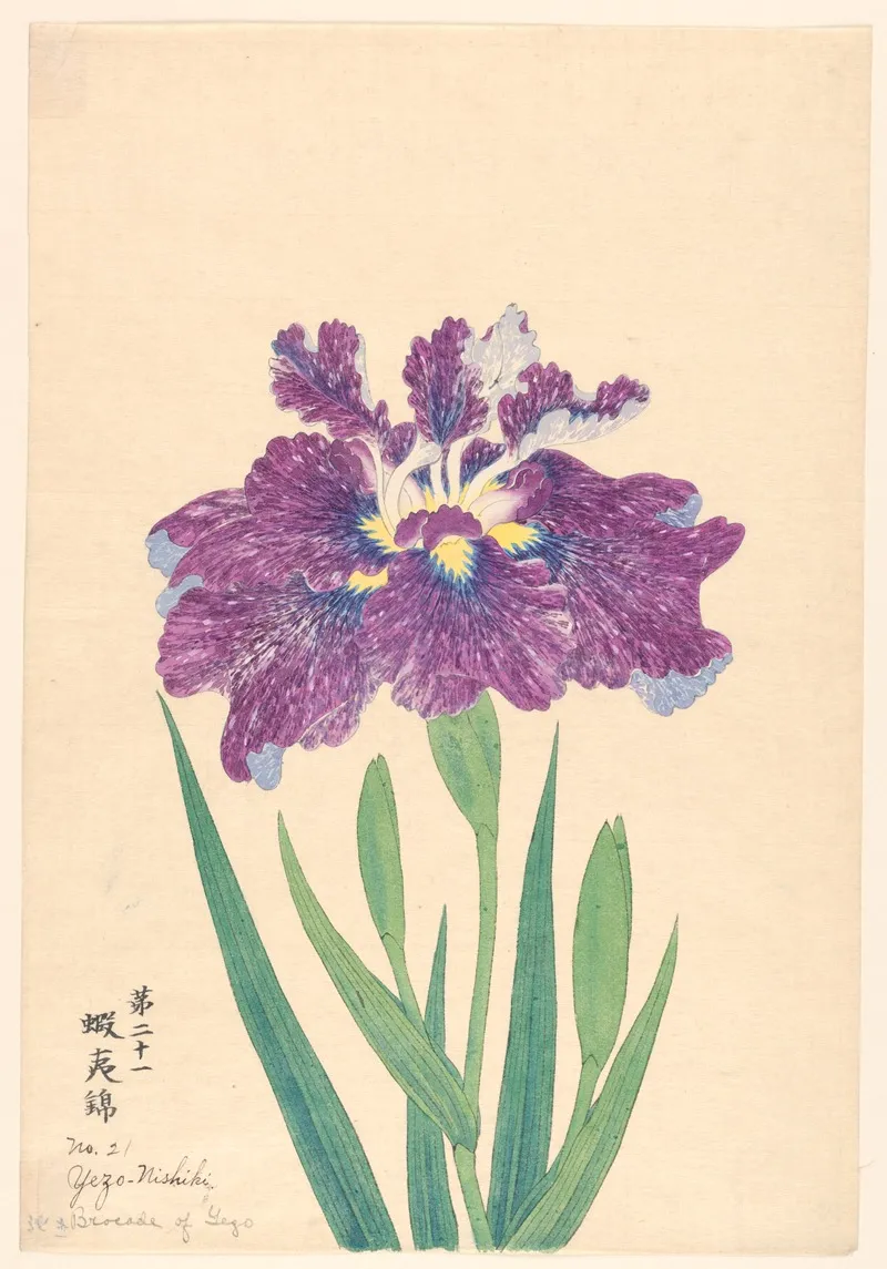 Brocade Of Yezo Yezo Nishiki