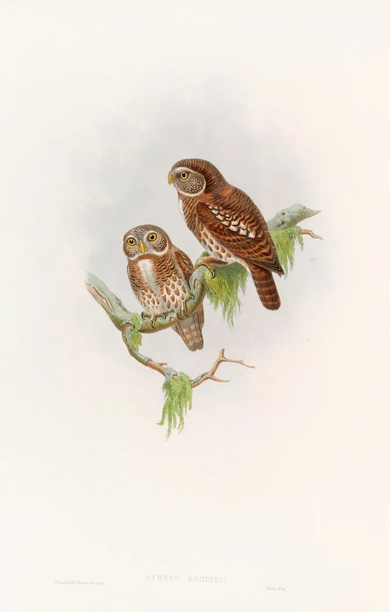 Brodies Owlet Wall Art by John Gould - High-Resolution Digital Print