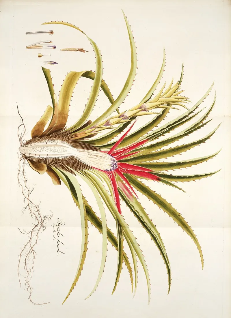 Bromelia Humilis Wall Art by Nikolaus Joseph Freiherr von Jacquin - High-Resolution Digital Print
