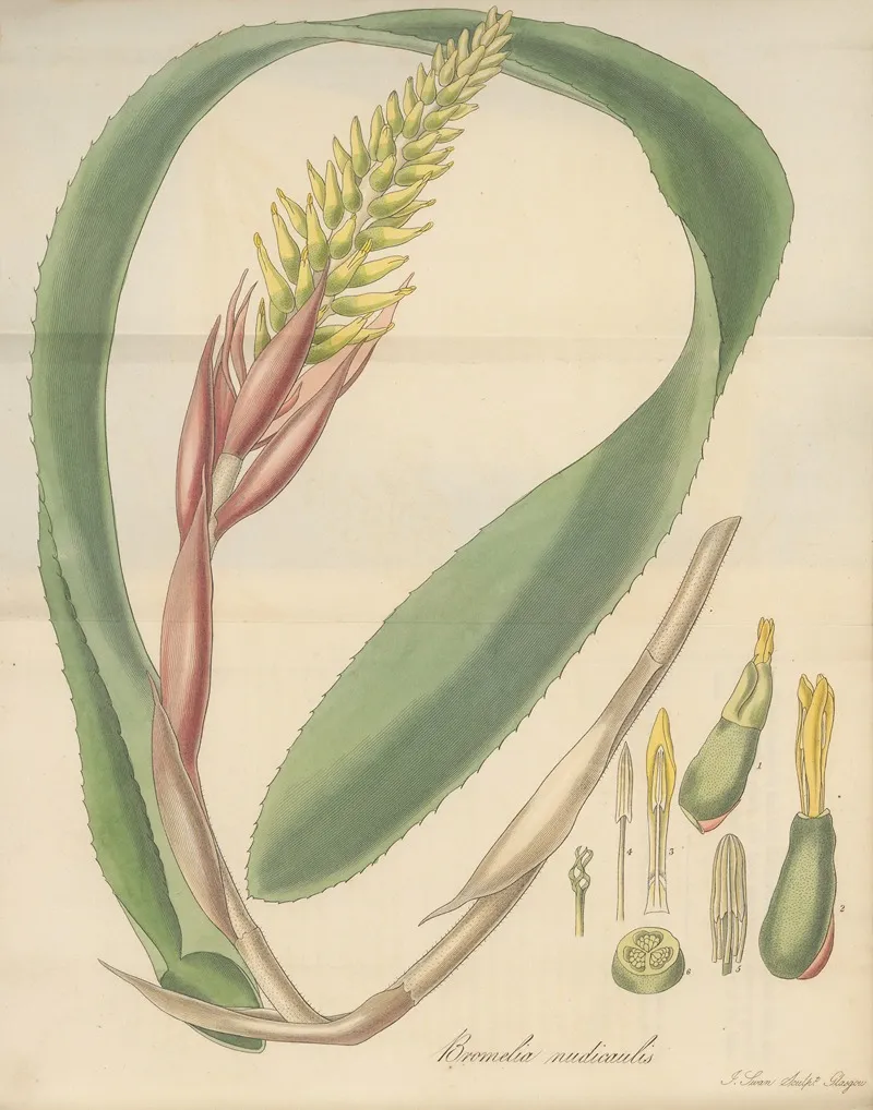 Bromelia Nudicaulis Wall Art by William Jackson Hooker - High-Resolution Digital Print