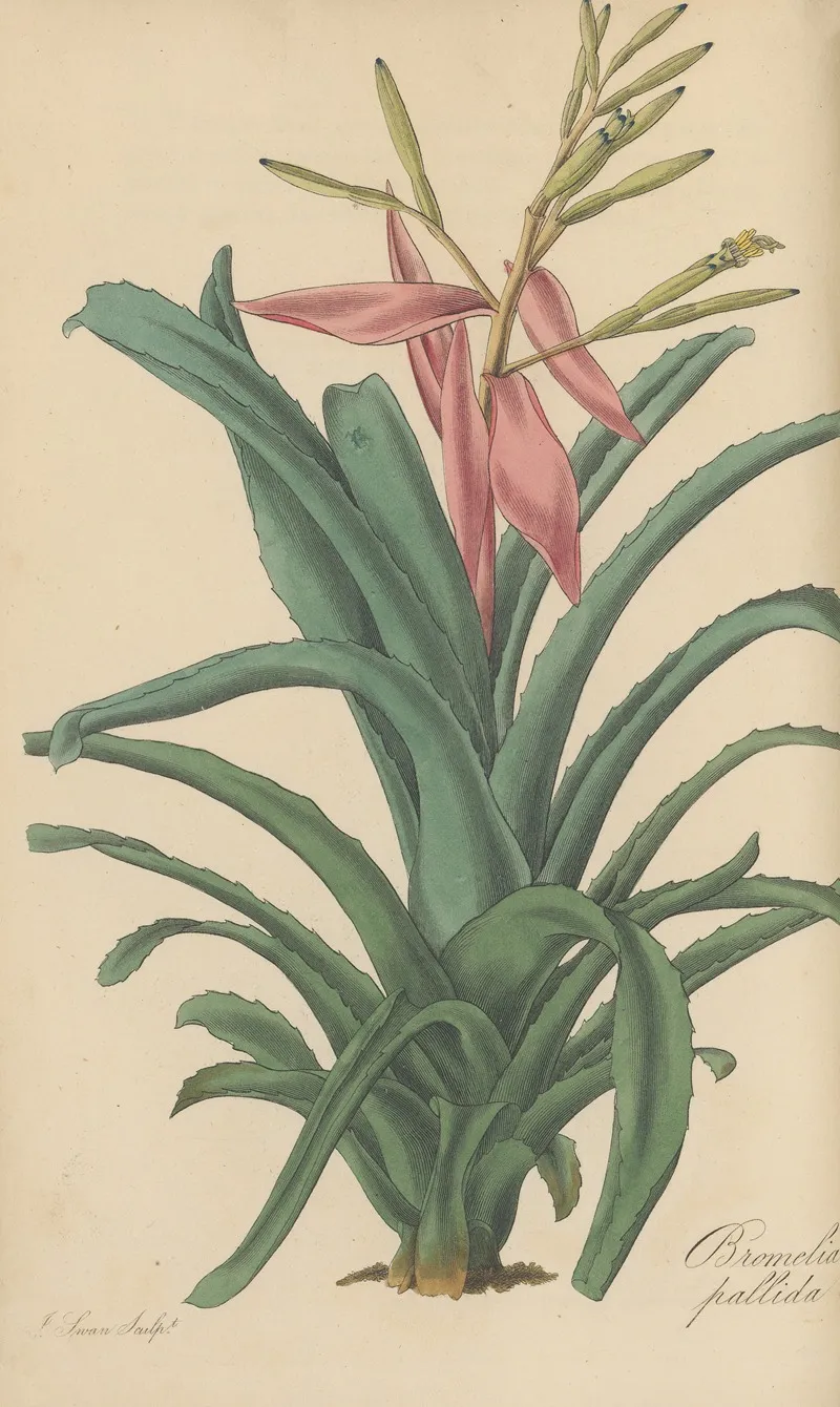 Bromelia Pallida 2 Wall Art by William Jackson Hooker - High-Resolution Digital Print