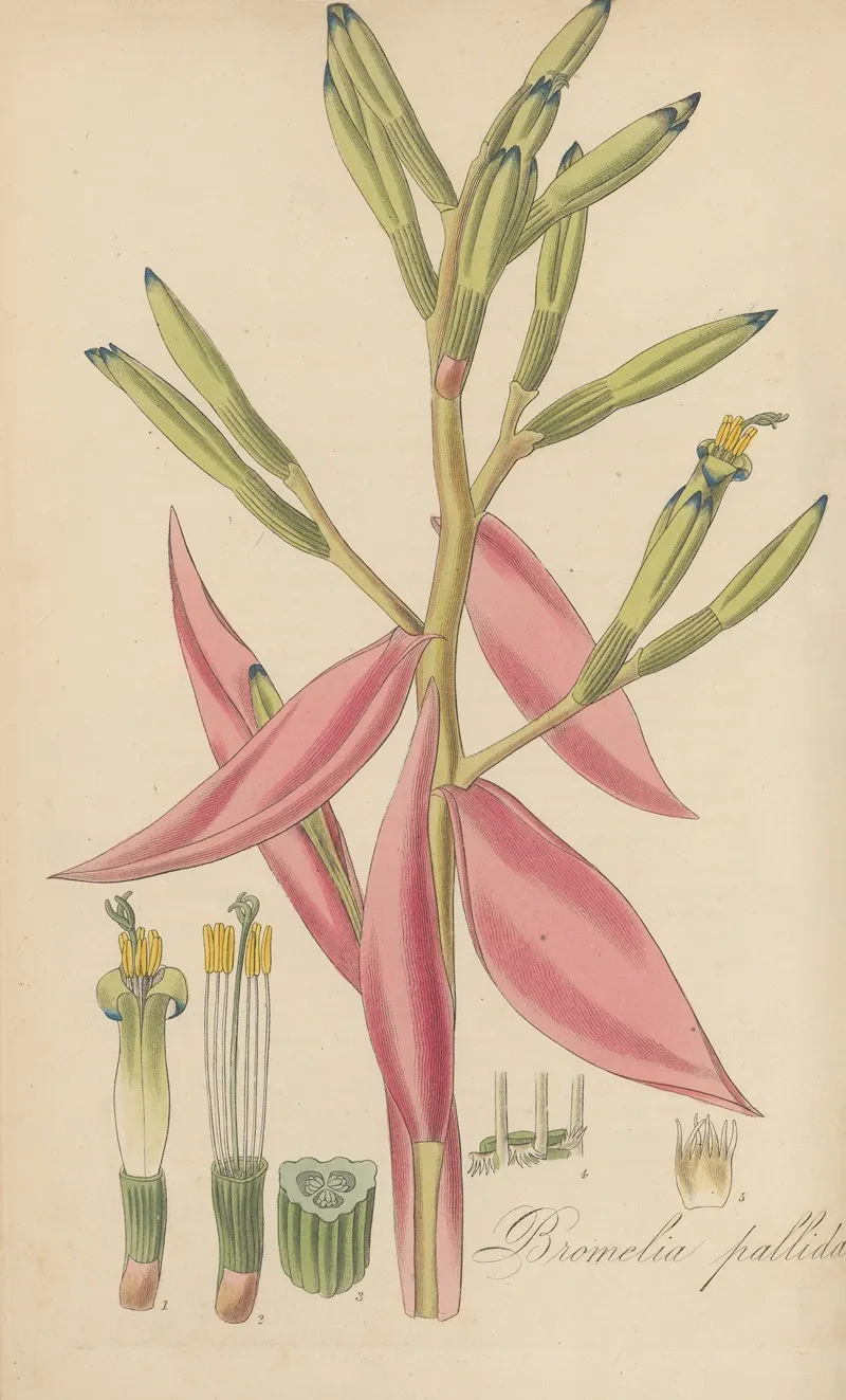 Bromelia Pallida Wall Art by William Jackson Hooker - High-Resolution Digital Print