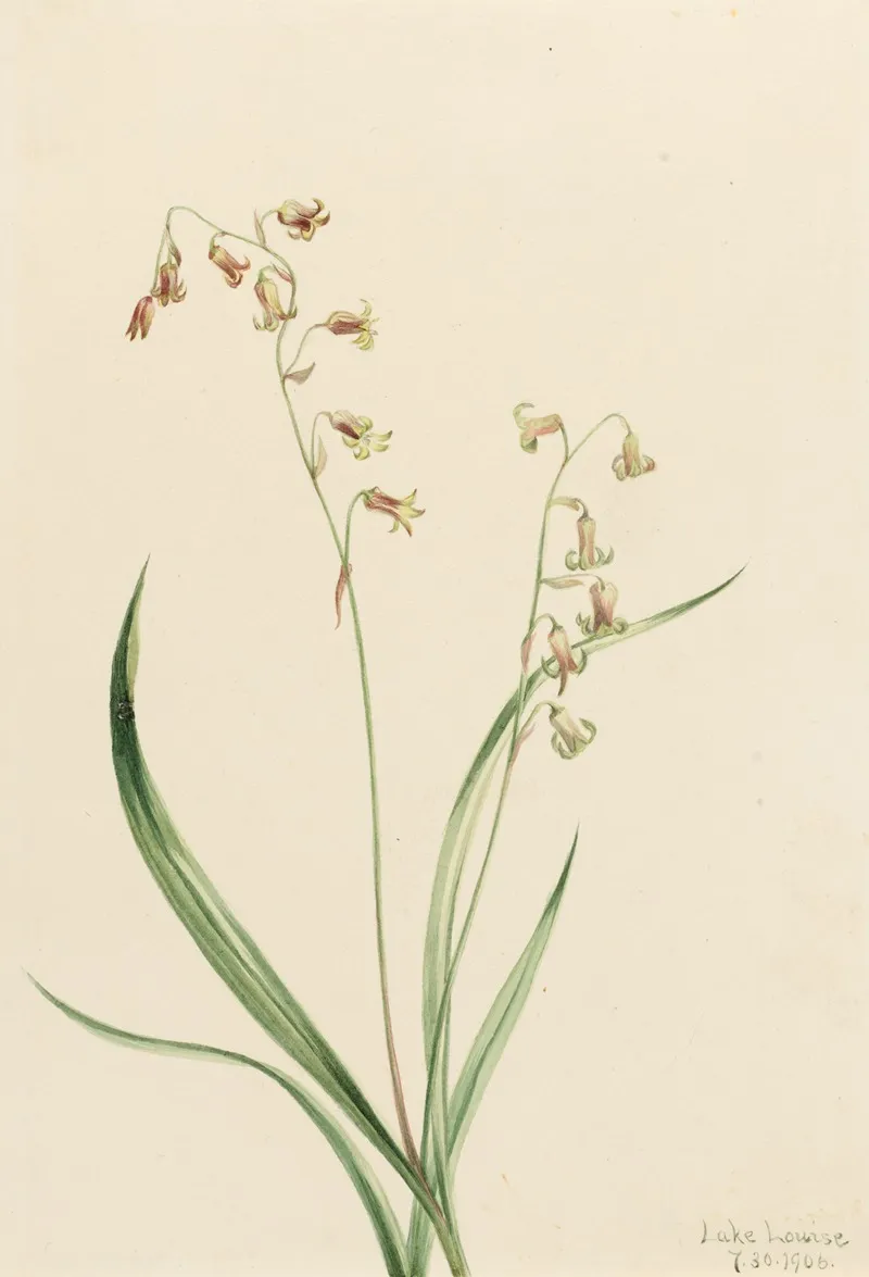 Bronzebells Stenanthium Occidentale 2