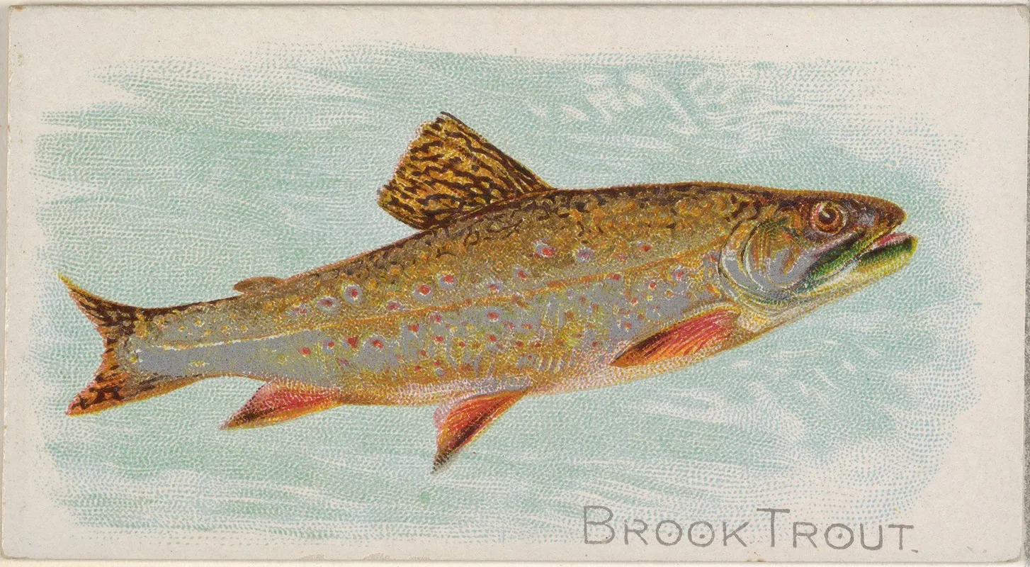 Brook Trout Wall Art by Allen &amp; Ginter - High-Resolution Digital Print