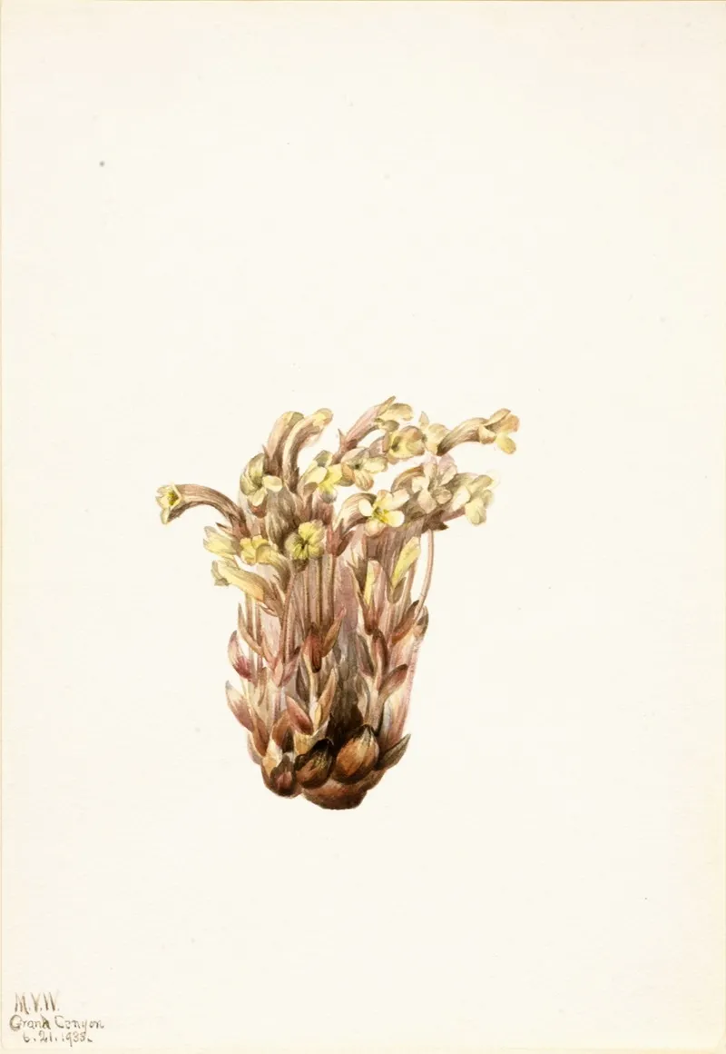 Broomrape Orobanche Fasciculata