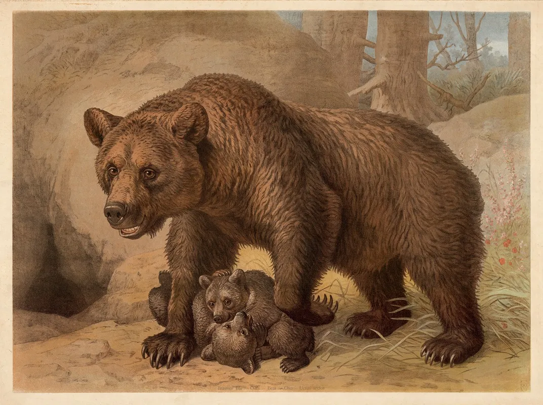 Brown Bear Wall Art by Friedrich Specht - High-Resolution Digital Print