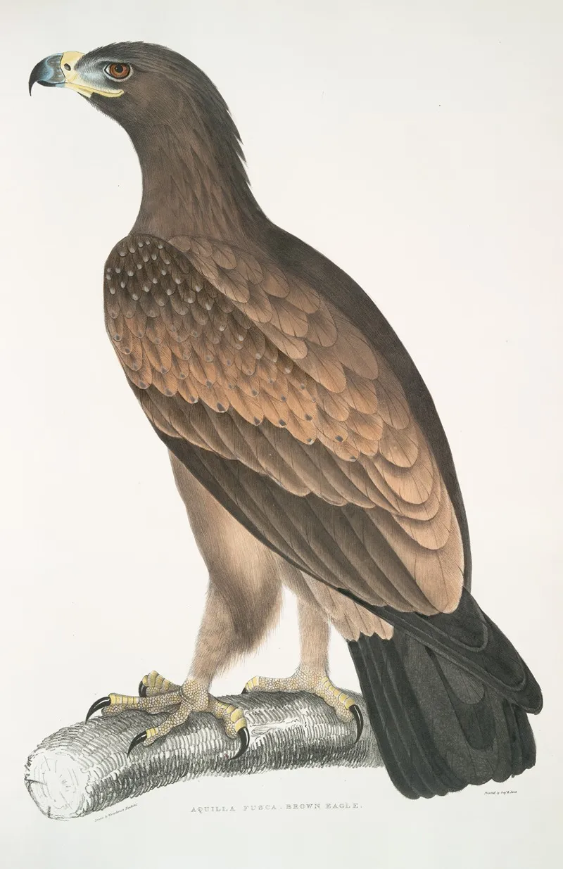 Brown Eagle Aquilla Fusca