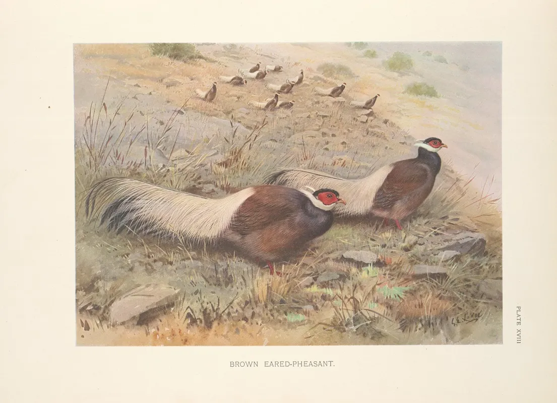 Brown Eared Pheasant Crossoptilon Mantchuricum Wall Art by George Edward Lodge - High-Resolution Digital Print