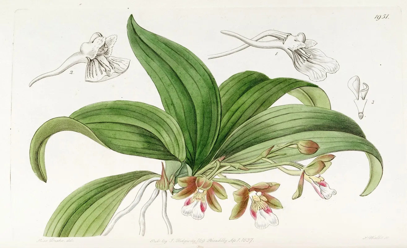 Brown Flowered Trichocentrum Wall Art by Sydenham Edwards - High-Resolution Digital Print