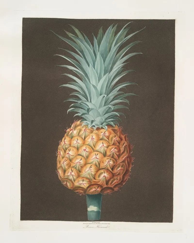 Brown Havannah Pine Wall Art by George Brookshaw - High-Resolution Digital Print