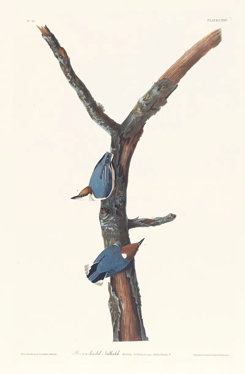 Brown Headed Nuthatch Wall Art by John James Audubon - High-Resolution Digital Print